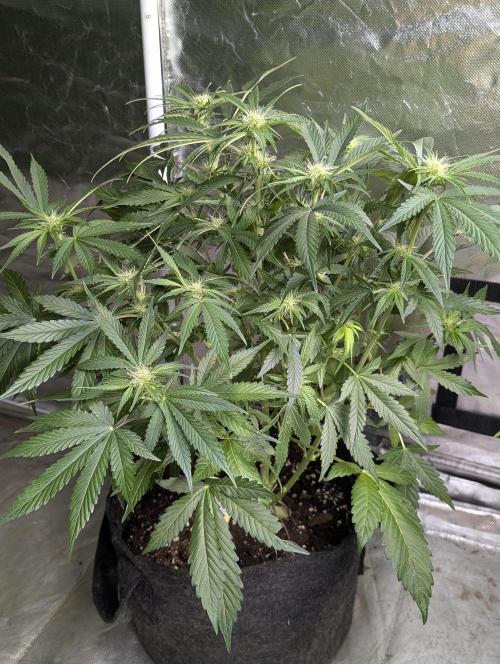 Guava X Gelato 41. Week 6 - 3