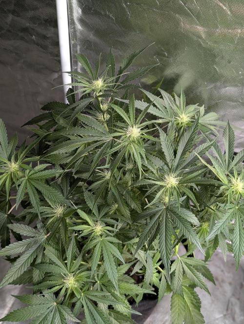 Guava X Gelato 41. Week 6