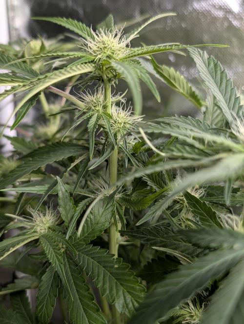 Guava X Gelato 41. Week 6