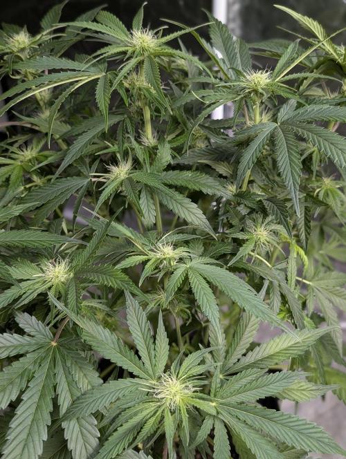 Guava X Gelato 41. Week 6