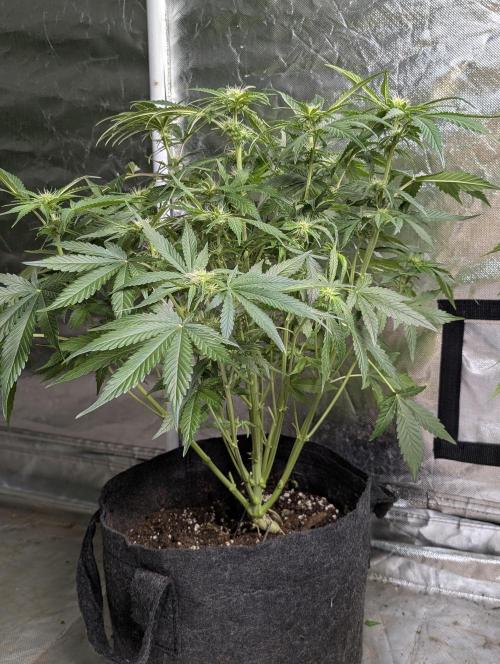 Guava X Gelato 41. Week 6