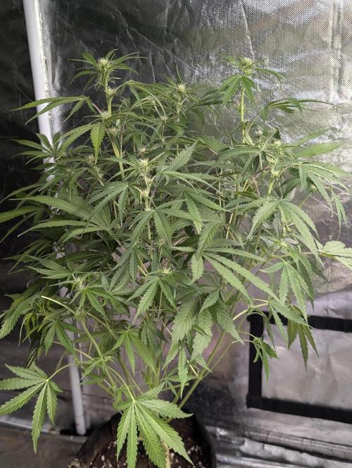Guava X Gelato 41. Week 6 - 4