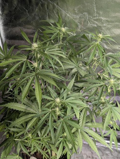 Guava X Gelato 41. Week 6