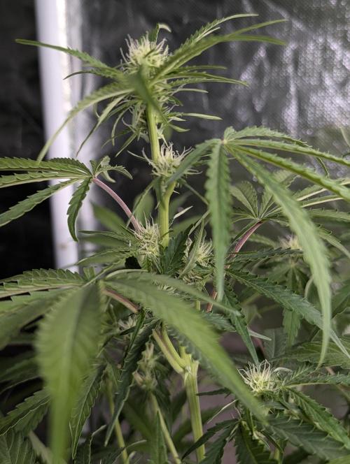 Guava X Gelato 41. Week 6