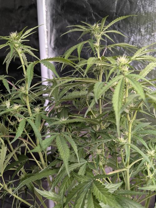 Guava X Gelato 41. Week 6