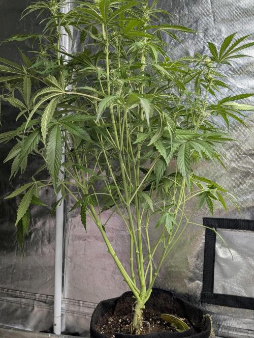 Guava X Gelato 41. Week 6