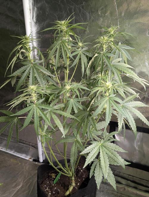 Guava X Gelato 41 x3. Week 6 - 1