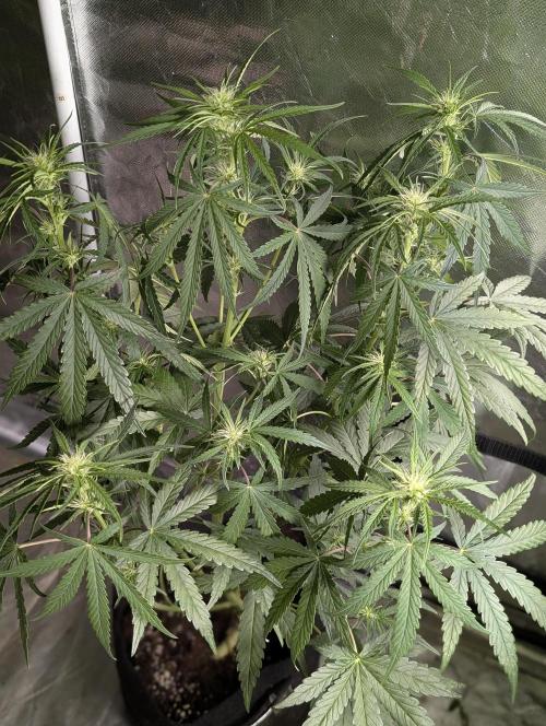 Guava X Gelato 41 x3. Week 6
