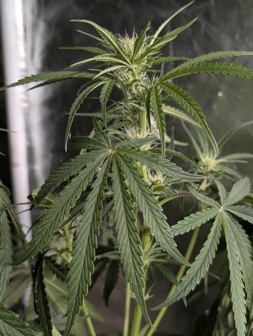 Guava X Gelato 41 x3. Week 6