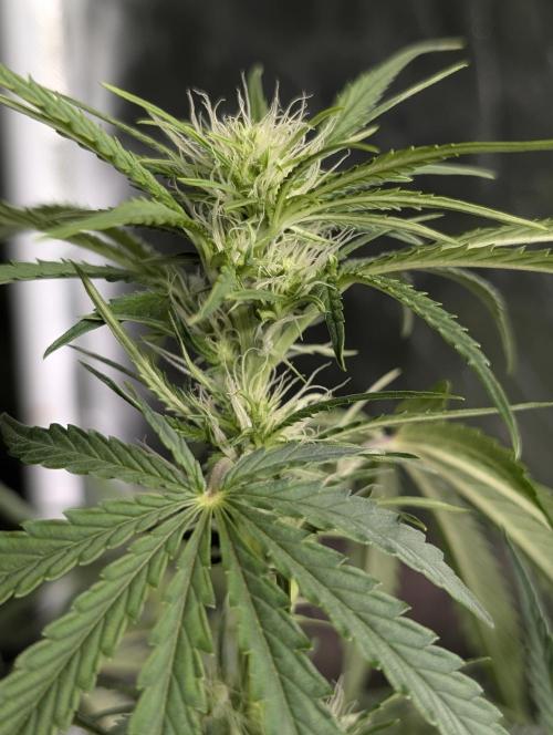 Guava X Gelato 41 x3. Week 6