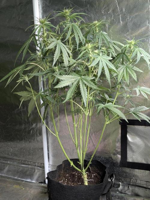 Guava X Gelato 41 x3. Week 6