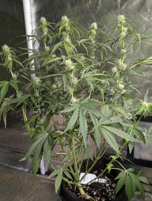 Guava X Gelato 41 x3. Week 6 - 2