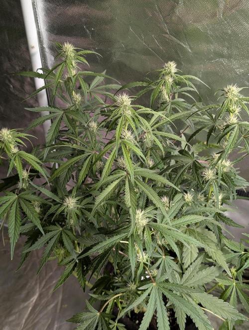 Guava X Gelato 41 x3. Week 6