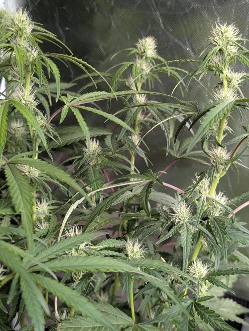 Guava X Gelato 41 x3. Week 6