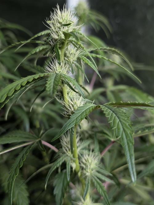 Guava X Gelato 41 x3. Week 6