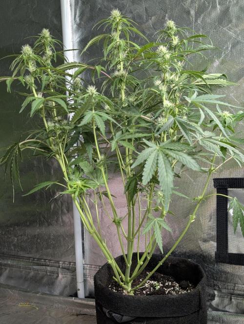 Guava X Gelato 41 x3. Week 6