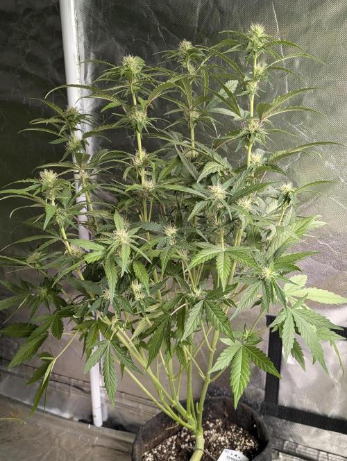 Guava X Gelato 41 x3. Week 6 - 3