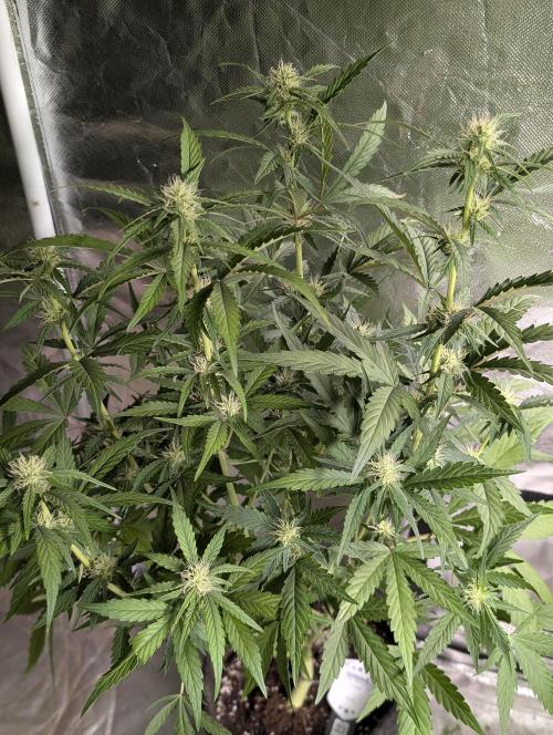 Guava X Gelato 41 x3. Week 6