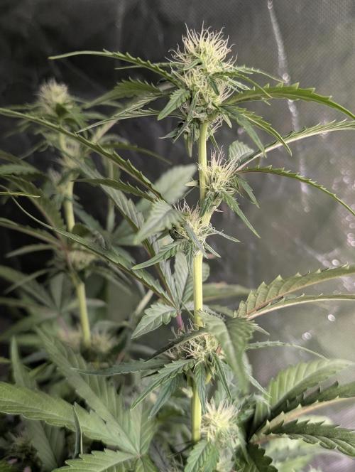 Guava X Gelato 41 x3. Week 6