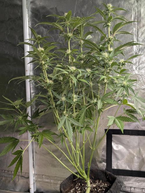 Guava X Gelato 41 x3. Week 6