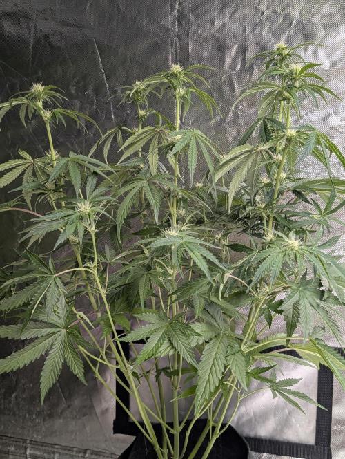 Guava X Gelato 41 x3. Week 6 - 1