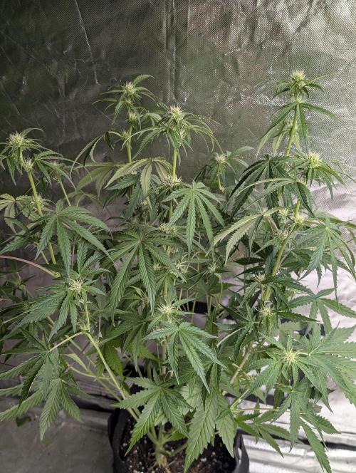 Guava X Gelato 41 x3. Week 6