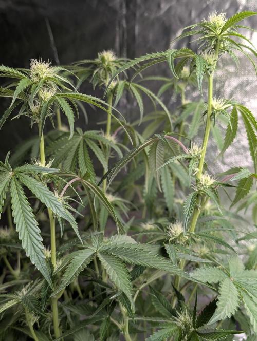 Guava X Gelato 41 x3. Week 6