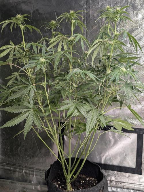 Guava X Gelato 41 x3. Week 6