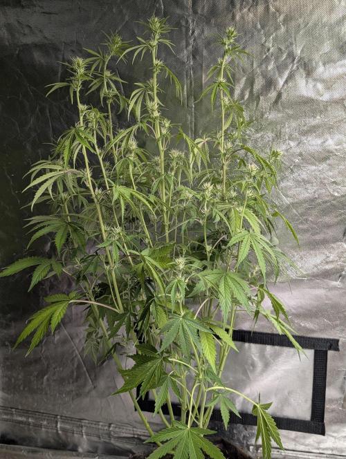 Guava X Gelato 41 x3. Week 6 - 2