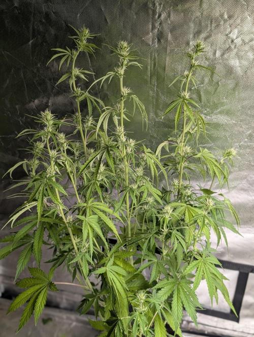Guava X Gelato 41 x3. Week 6