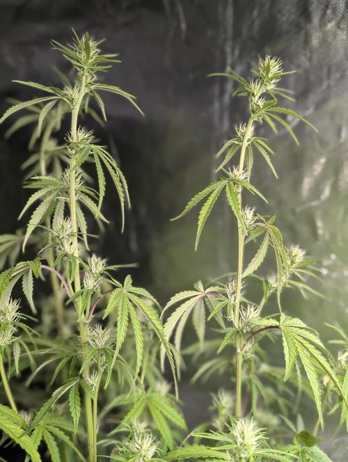 Guava X Gelato 41 x3. Week 6