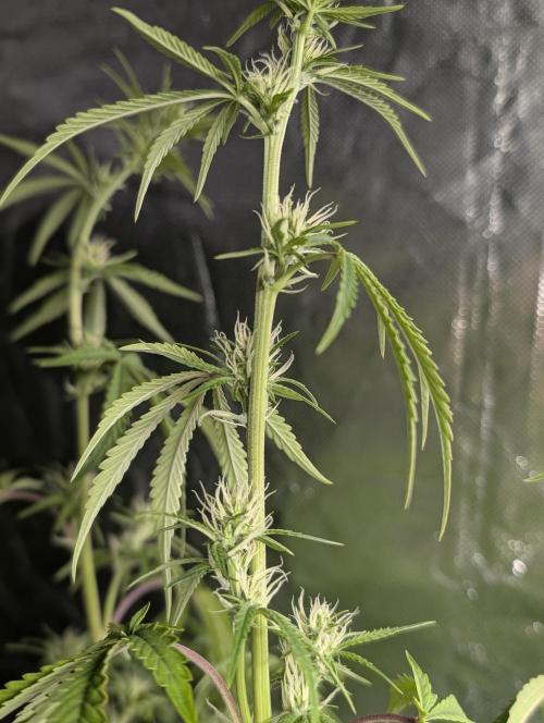 Guava X Gelato 41 x3. Week 6