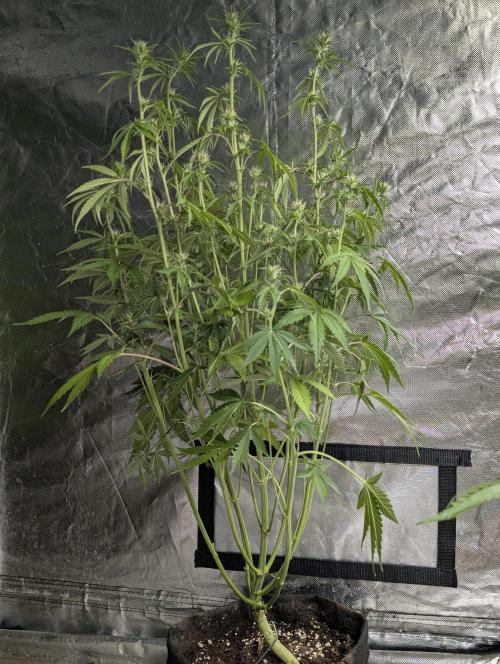 Guava X Gelato 41 x3. Week 6