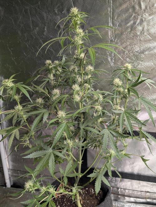 Guava X Gelato 41 x3. Week 6 - 3