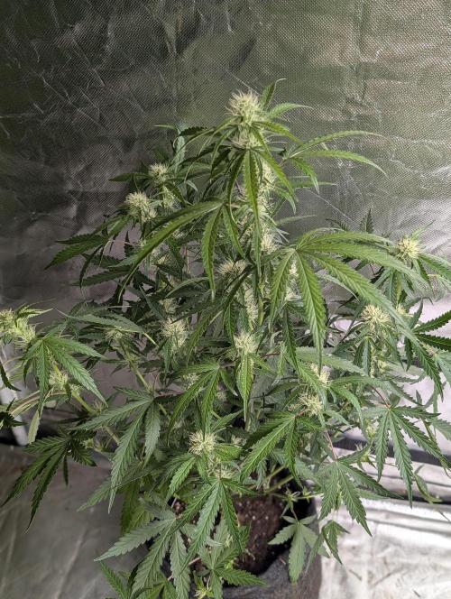 Guava X Gelato 41 x3. Week 6