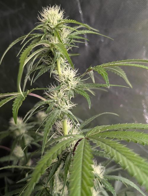 Guava X Gelato 41 x3. Week 6