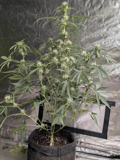 Guava X Gelato 41 x3. Week 6