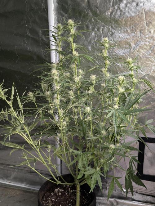Frosted Guava Auto x3. Week 6 - 1