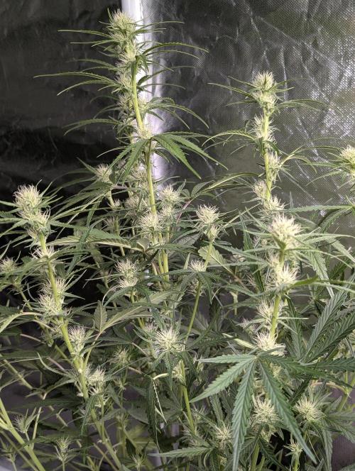 Frosted Guava Auto x3. Week 6