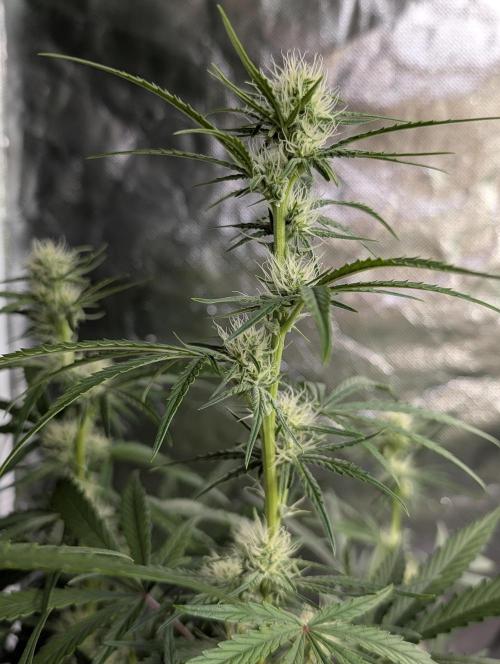 Frosted Guava Auto x3. Week 6