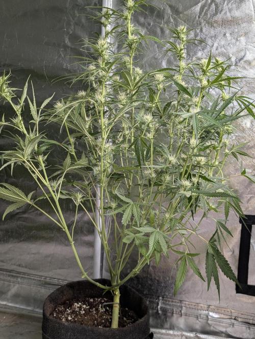 Frosted Guava Auto x3. Week 6