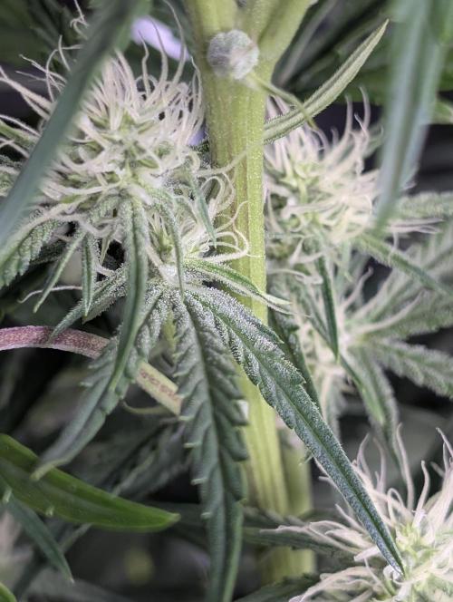 Frosted Guava Auto x3. Week 6
