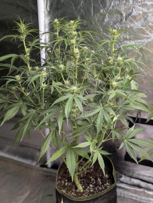 Frosted Guava Auto x3. Week 6 - 2