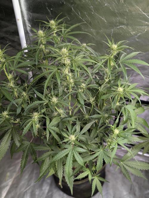 Frosted Guava Auto x3. Week 6