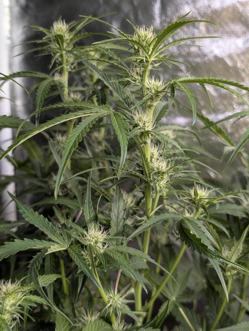 Frosted Guava Auto x3. Week 6