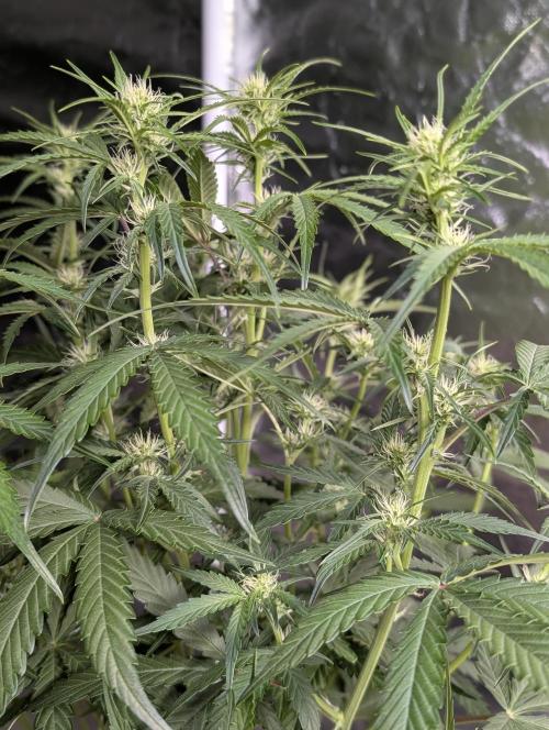 Frosted Guava Auto x3. Week 6