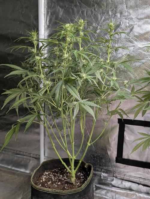 Frosted Guava Auto x3. Week 6