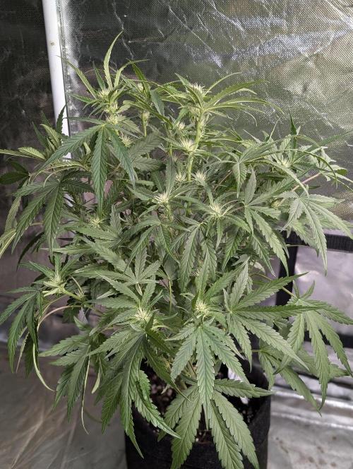 Frosted Guava Auto x3. Week 6 - 3
