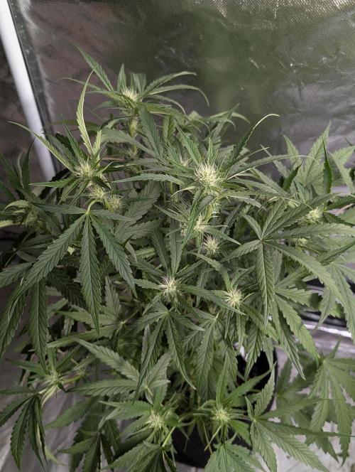 Frosted Guava Auto x3. Week 6