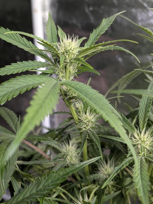 Frosted Guava Auto x3. Week 6